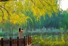 每日竞彩足球比分-每日竞彩足球比分,绿茵场上的数字密码与激情交响